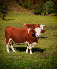 Wall Mural - Cows on a green meadow