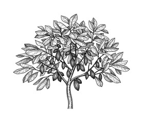 Wall Mural - cocoa tree ink sketch.