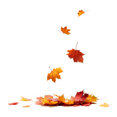 Aufkleber - Isolated Autumn Leaves