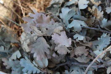 frost on leaves