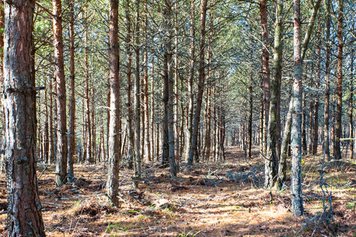 Fototapeta z sosnowym lasem the-sun-s-rays-in-a-wild-pine-forest