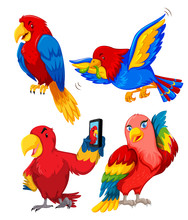 Set Of Parrot Character