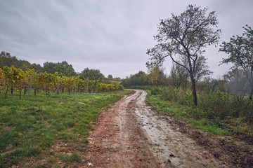 Wall Mural - Dirtroad in the countryside