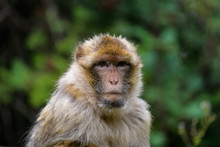 Closeup Portrait Of A Barbary Macaque