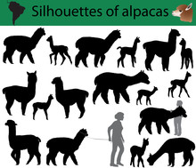 Collection Of Silhouettes Of Alpacas
