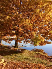 Wall Mural - autumn landscape with lake and trees