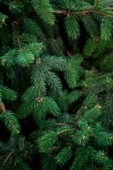 Wall Mural - christmas fir tree brunch textured background. fluffy pine tree brunch close up. green spruce