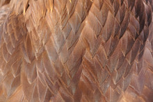 Close Up Of Brown Eagle Feather On The Background, Soft Focus