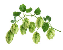Branch Of Hop With Leaves Isolated On White Background.