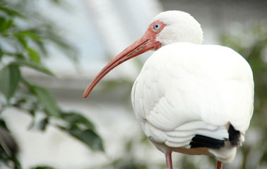 white bird with long beak