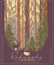 Redwoods Park In California Vector Colorful Poster. State Parks. World's Tallest Trees.