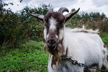 Goat grazing in a pasture tied to a chain with a blurred background.