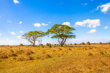 africa savannah landscape background. african acacia tree at serengeti wildlife area in tanzania, ea