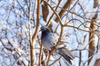 © Ekaterina Loginova - One dove sits on a snowy branch. Snowy forest background.