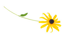Black Eyed Susan- Rudbeckia Flower Isolated On White Background. 