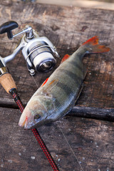 Trophy fishing. Big freshwater perch and fishing equipment on wooden background..