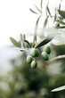 © Joske - Olives hanging from the tree in an orchard in Southern Italy.