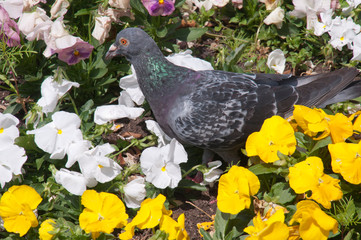 Wall Mural - Sydney Australia, pigeon in a flowerbed of white and yellow pansy flowers