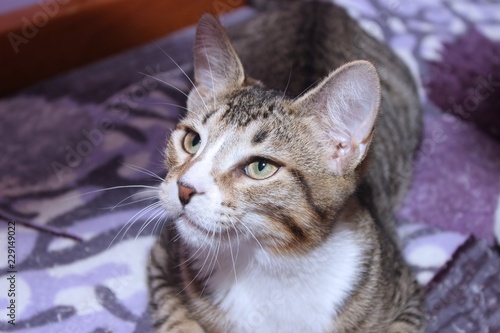 White Brown Tabby Kitten Buy This Stock Photo And Explore