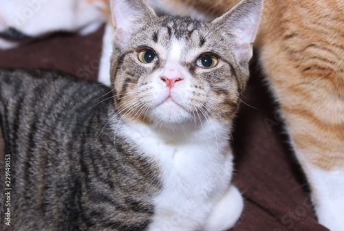 White Brown Tabby Kitten Buy This Stock Photo And Explore