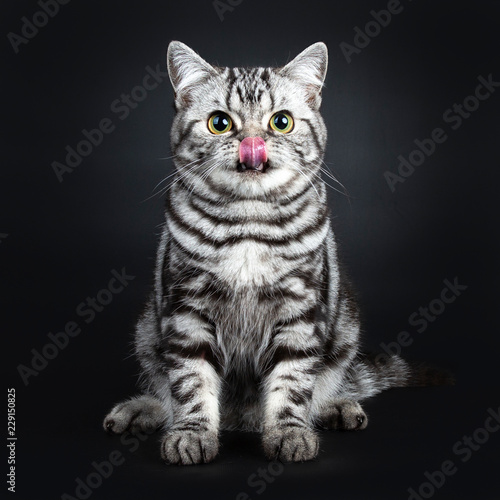 Excellent Marked Black Silver Tabby Blotched British Shorthair Cat