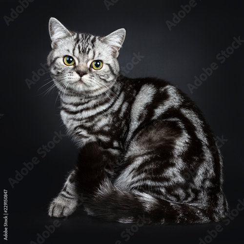 Excellent Marked Black Silver Tabby Blotched British Shorthair