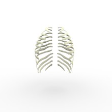 3d Illustration Of Human Body Skeletal Ribs