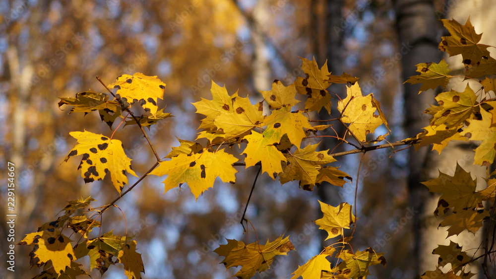 maple branch with yellow autumn leaves in points of sunlight Stock ...