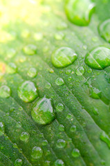 Wall Mural - water drops on a green leaf in morning time,select focus.