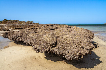 Poster - Wild oysters