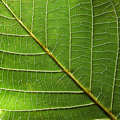 Wall Mural - Beautiful natural pattern of green leaf with veins. Creative background for your ideas. Macro photo. Top view