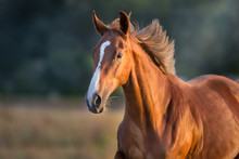Red Horse Close Up Portrait In Motion At Sunset