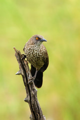 Wall Mural - The arrow-marked babbler (Turdoides jardineii) sitting on the branch with green background. Passerine with green background.