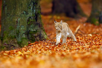 Poster - The Eurasian lynx (Lynx lynx), also known as the European lynx or Siberian lynx in autumn colors.