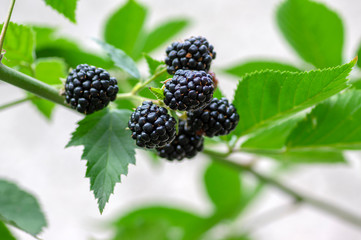 Rubus fruticosus big and tasty garden blackberries, black ripened fruits berries on branches