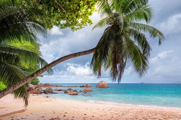 Sandy beach with palm and turquoise sea on Paradise island.  Summer vacation and travel concept.  