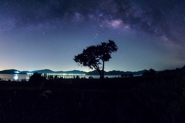 Wall Mural - milky way galaxy above the tree.