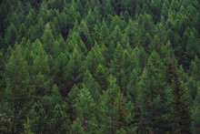 Detailed Texture Of Conifer Forest On Hill Close Up. Background Of Tree Tops On Mountainside. Cones Of Conifer Trees On Steep Slope With Copy Space.