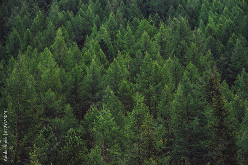 Fotografía Detailed texture of conifer forest on hill close up