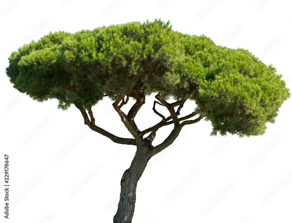 pinus pinea mediterranean stone pine isolated on white background - obrazy, fototapety, plakaty 