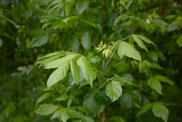 Acer negundo