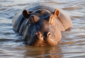 hippo in water