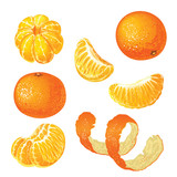 Fototapeta Dinusie - Vector set with tangerines isolated on white background.