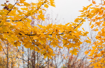 Wall Mural - Background of autumn maple tree branch with yellow leaves
