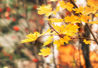 background of autumn maple tree branch with yellow leaves