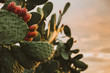 © Wally - Close up of a Sicilian prickly pear