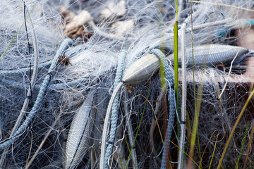 Tangled fishing net