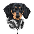 Dog breed dachshund in the music headphones. Vector illustration of a dog pictured on a white isolated background. Pop Art