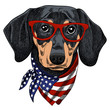 Vector illustration of a funny Dachshund dog wearing red glasses and a scarf in the color of the American flag. Pop Art Poster for Independence Day of America