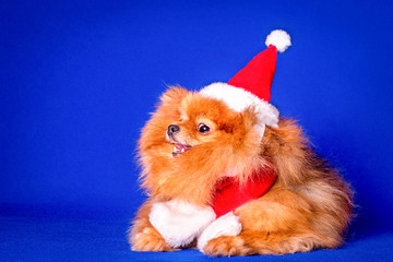 Wall Mural - A very nice red Pomeranian doggy with a red Santa Claus hat on in the blue background in a studio.